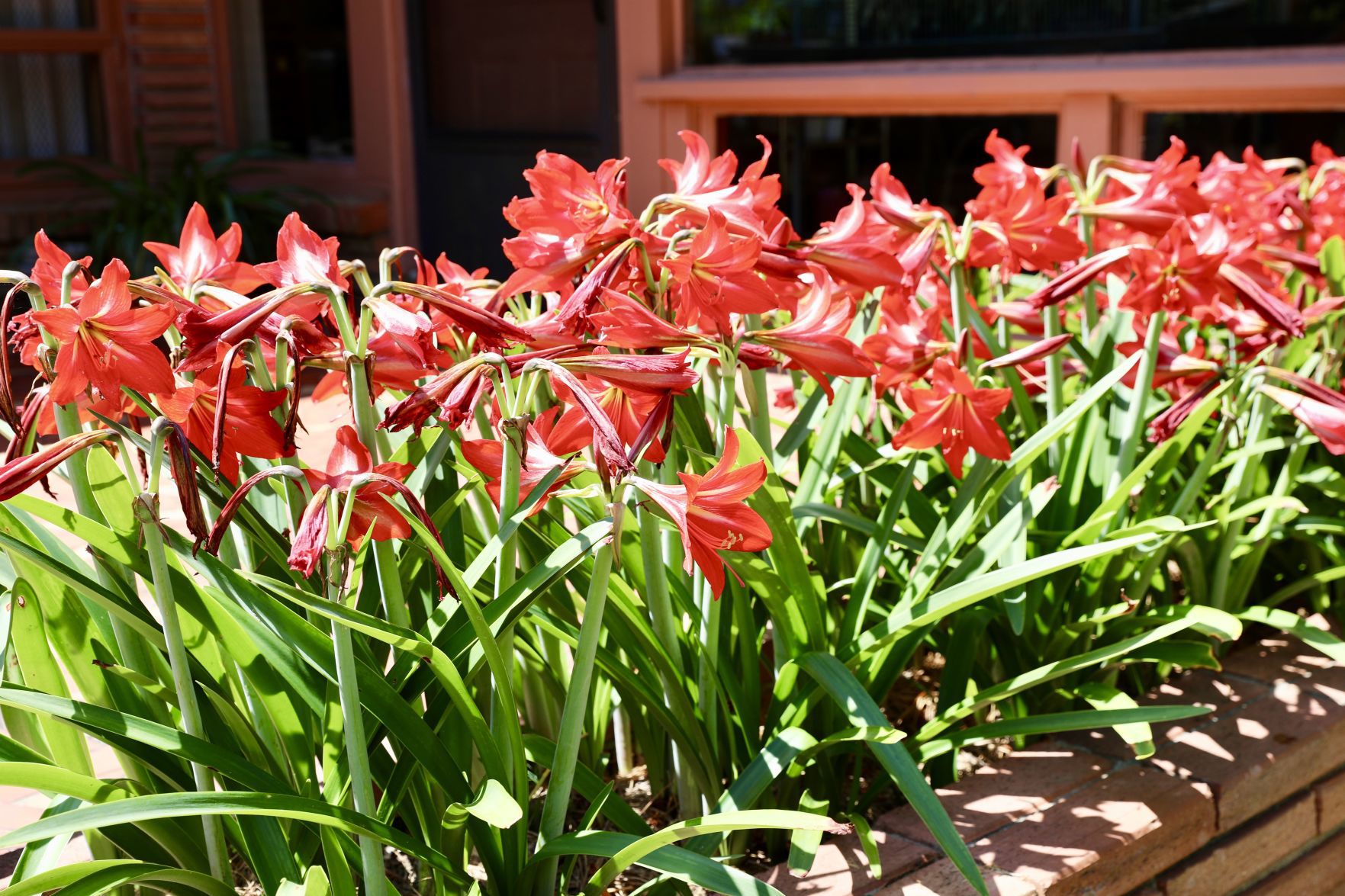 Amaryllis Bloom